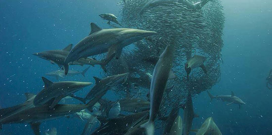 A baitball offshore of Port St Johns during the Sardine Run