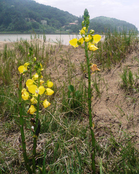 Orchids growing wild on First Beach