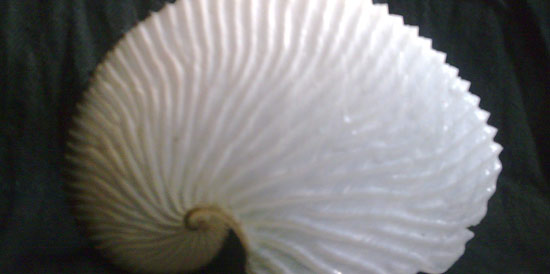 A Nautilis shell