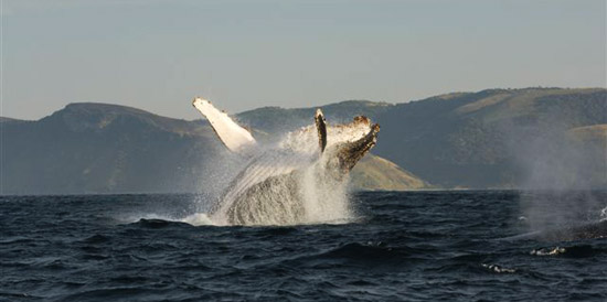 Experience whale watching on the Wild Coast