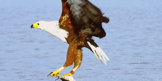 African Fish Eagle - one of the many species to inhabit The Wild Coast