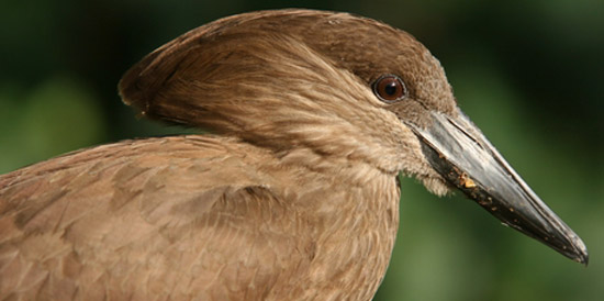 A Hamerkop, often seen on the Wild Coast