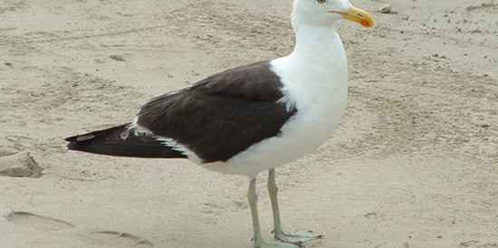 A seagull on Port St Johns' First Beach, just outside The Outspan Inn