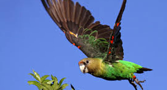 A Cape Parrot in flight