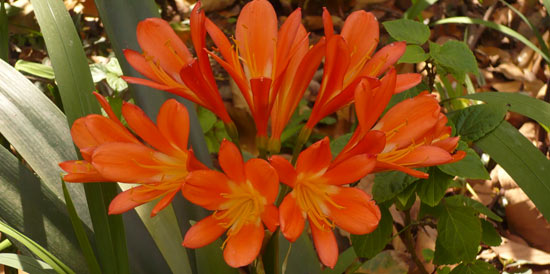 Clivias, one of the species to be found on the Wild Coast