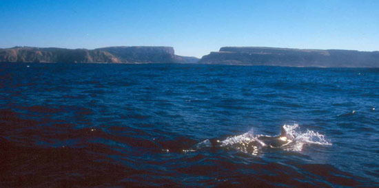 Dolphins with The Gates of Port St Johns in the distance