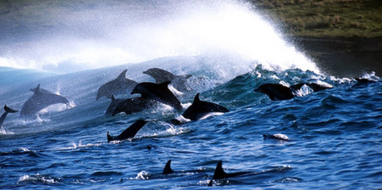 Dolphins jumping