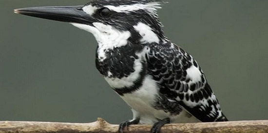A Pied Kingfisher