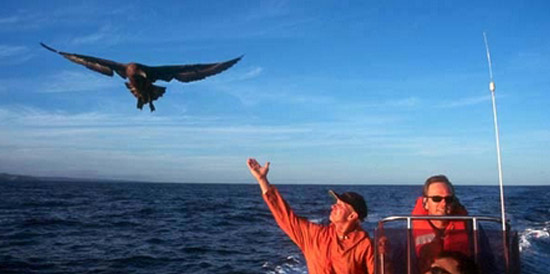 Seabird accompanies a boat during an ocean tour