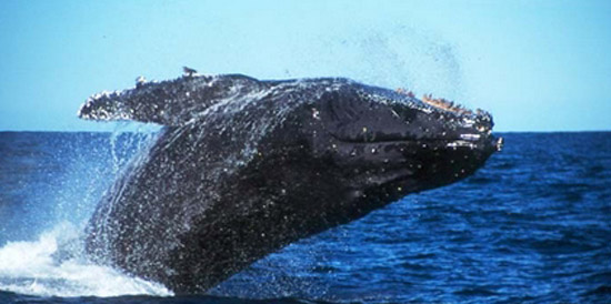 A whale breaches offshore of Port St Johns