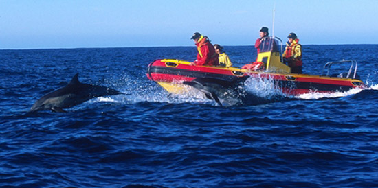 Experience The Sardine Run on The Wild Coast