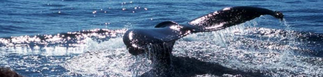 A whale's tail