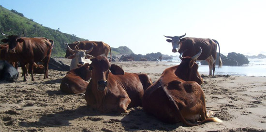 Cows on the beach