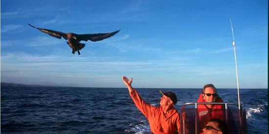 A boat accompanied by a seabird